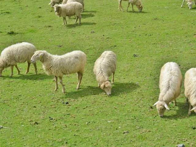 محصولات کشاورزی، دام و طیور